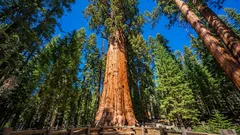 C'è un albero più antico dell'Impero Romano, e continua ancora a crescere.
