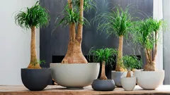 Nolina in casa: come prendersene cura affinché non marcisca e sviluppi un tronco robusto