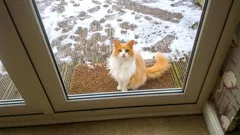 Perché il gatto sceglie proprio la tua soglia e come reagire per non fargli del male