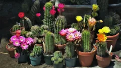 Perché il cactus non fiorisce e cosa cambiare affinché compaiano finalmente i boccioli