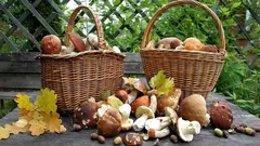 Perché vale la pena mangiare funghi più spesso: 8 benefici per la salute e il gusto