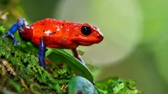 Belli come un arcobaleno, letali come un veleno: i piccoli assassini della giungla