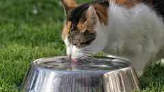 Idratazione dei gatti: miti sull'acqua calda e fattori di rischio reali
