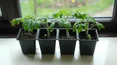 Perché non concimare subito dopo la germinazione: un errore frequente con pomodori e peperoni