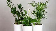 Piante in vaso facili da curare per principianti: albero della fortuna, lingua della suocera e altre piante preferite