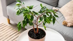 Caduta delle foglie del ficus in inverno: come distinguere la caduta normale dal problema