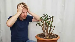 Perché l'albero dei soldi si piega e cade: un modo semplice per riportarlo al suo aspetto perfetto