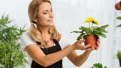 Perché le piante muoiono: i 3 errori più comuni nella scelta della posizione e come evitarli