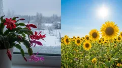 Il fotoperiodismo spiegato in modo semplice: come le piante leggono la luce e la notte ininterrotta