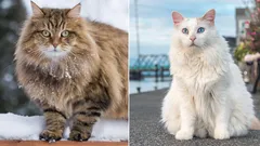 Le razze di gatti più grandi: breve panoramica, vantaggi e svantaggi