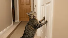 5 tipi di miagolio del gatto: cosa ci sta dicendo il gatto?