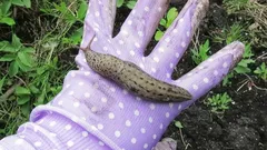 Perché le lumache compaiono durante la notte e cosa puoi fare per combatterle senza ricorrere a prodotti chimici